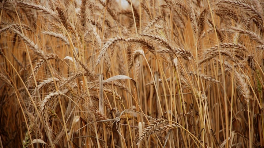 Wheat growing in a field