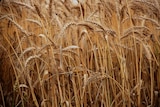 Drop in wheat prices predicted