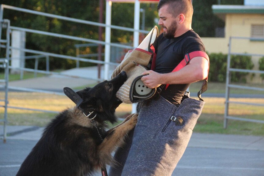 A Cairns police officer acts as an 'agitator' for canines in the dog squad to attack during training.