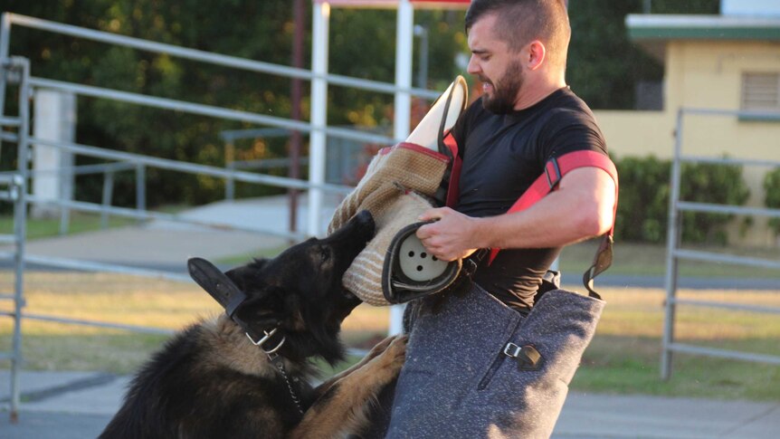 A Cairns police officer acts as an 'agitator' for canines in the dog squad to attack during training.