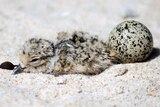 A baby hooded plover chick next to an unhatched egg