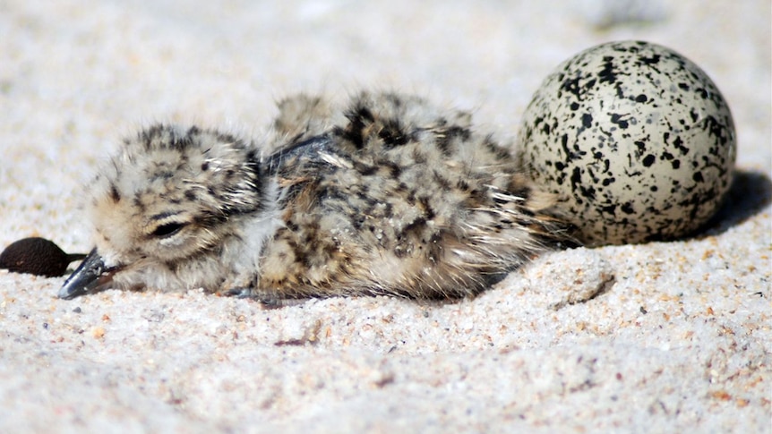 A baby hooded plover chick next to an unhatched egg