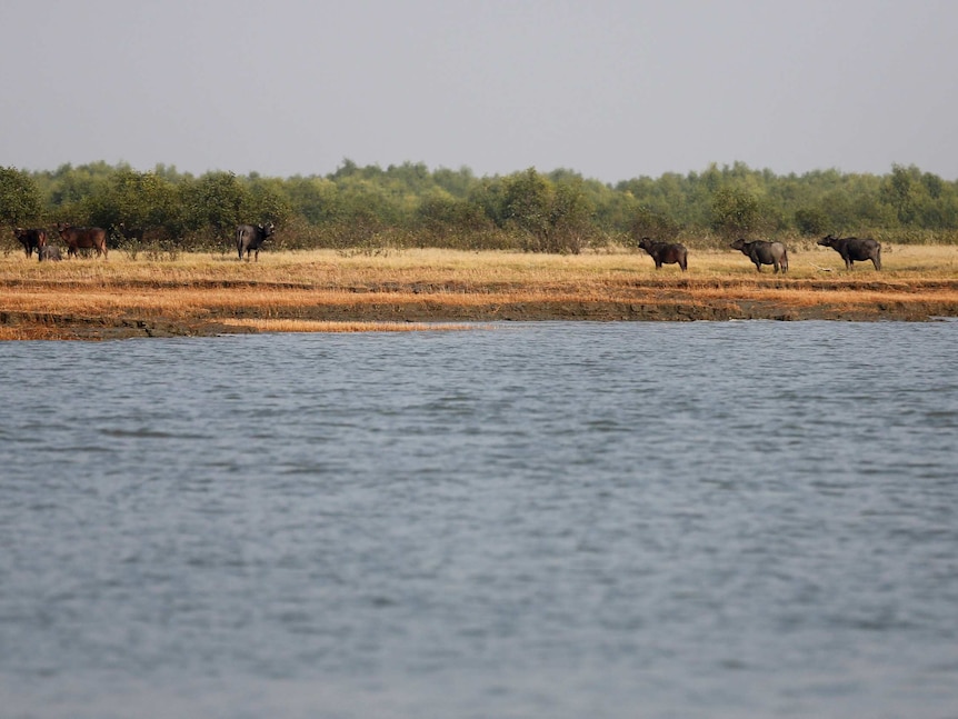 Buffalos roam a muddy embankment next to the sea