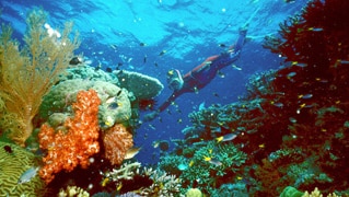 A tourist swims on the Great Barrier Reef.