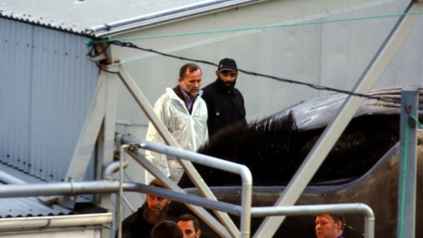 Hvalur hf whaling company boss Kristjan Loftsson (left) inspecting a dead whale.