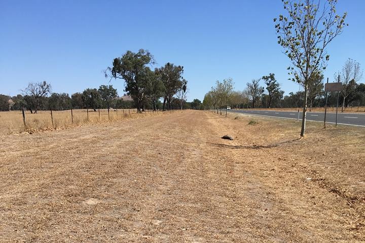 Fifteen dead 'roos found at Yackandandah