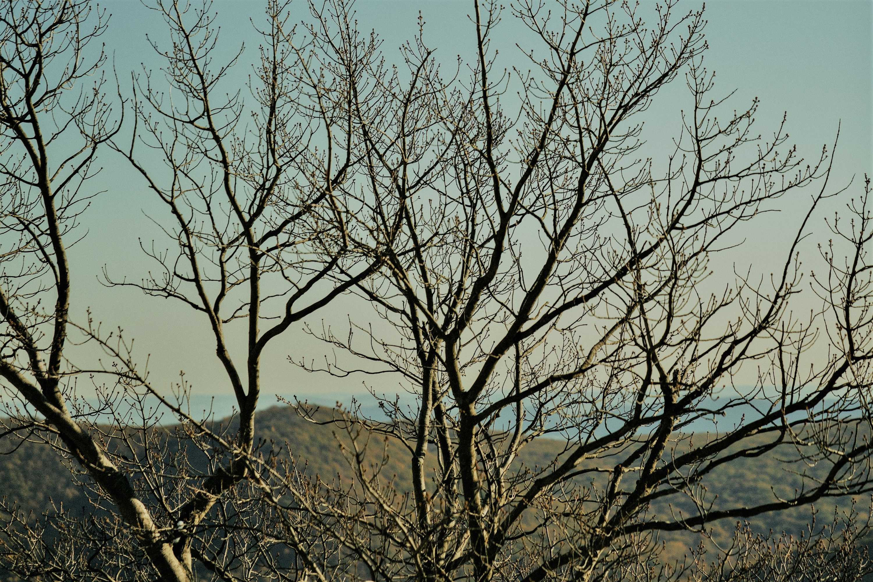 Love, Beauty and Solitude: Translating Rilke with Anita Barrows and Joanna Macy