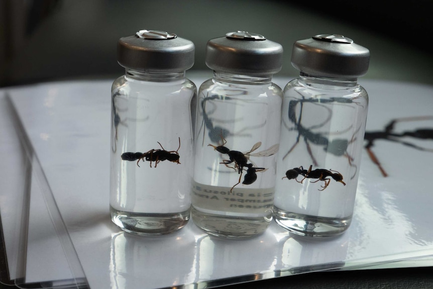 Picture of three vials containing brown ants.