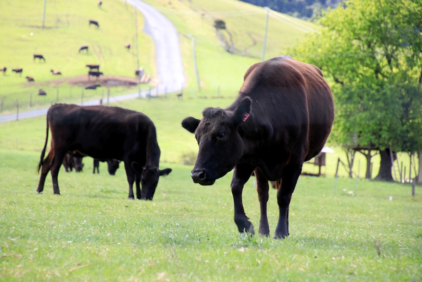 Two beef cattle in a paddock.