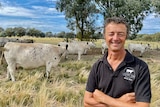 A man stands in front of a herd of white cattle