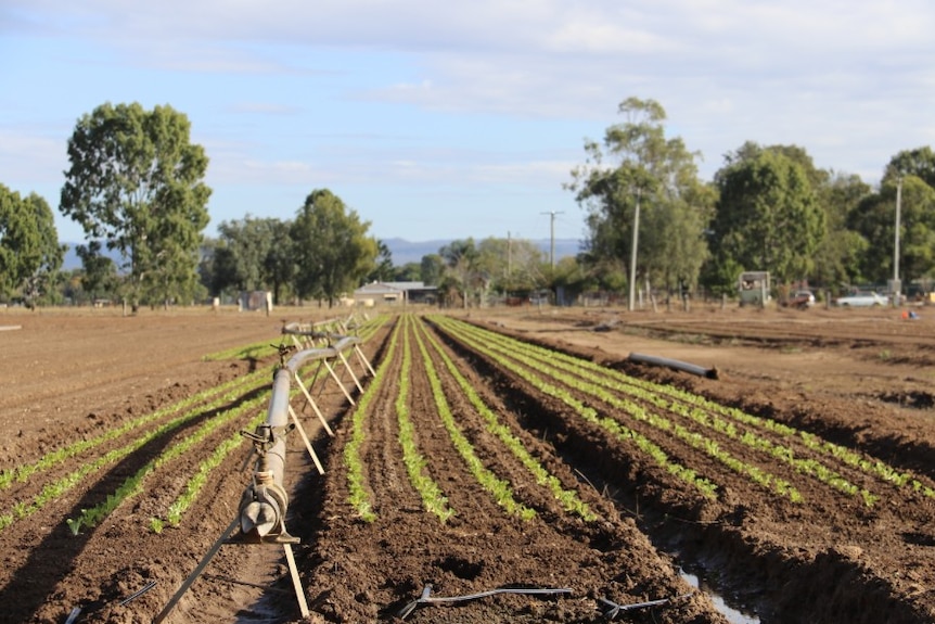 An irrigation system set up in the middle of rows of tiny green plants.