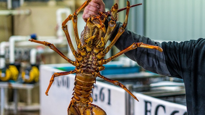 A southern rock lobster