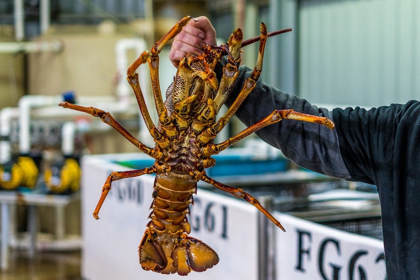 A southern rock lobster