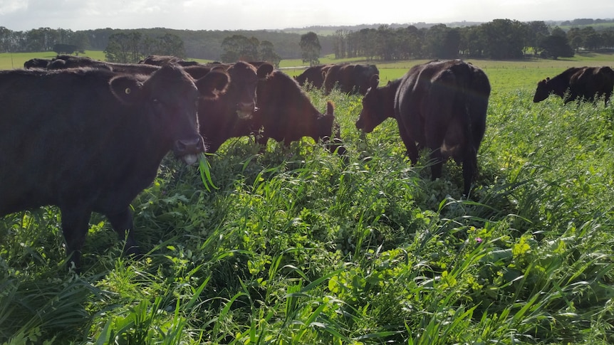 Cows grazing in an overgrown paddock.