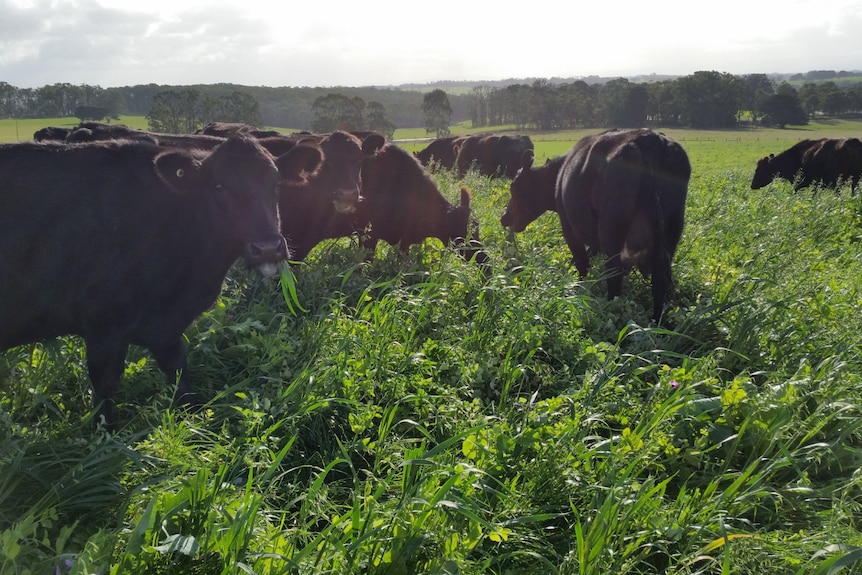 Cows grazing in an overgrown paddock.