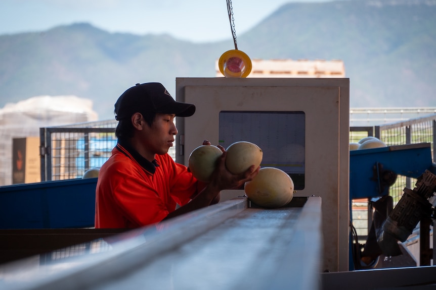 Daintree Fresh worker packing melons