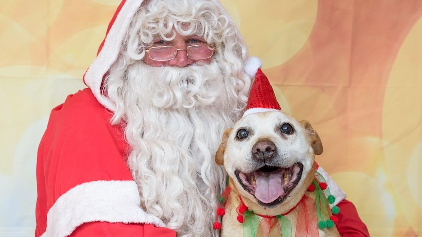 Misha visiting Santa at Christmas in the Bega Valley