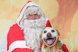 Misha visiting Santa at Christmas in the Bega Valley