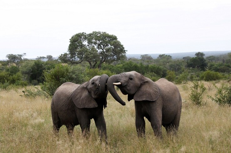 Elephants are seen at a game reserve near Kruger National Park.