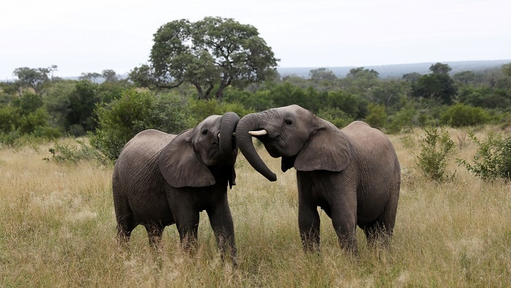 Elephants are seen at a game reserve near Kruger National Park.