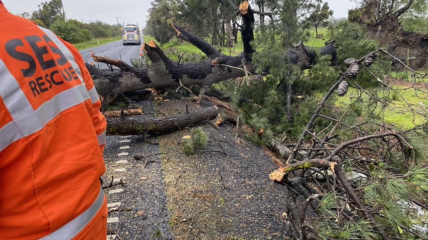The back of a person in an orange SES uniform, with a downed tree in the background.