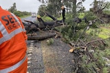 The back of a person in an orange SES uniform, with a downed tree in the background.