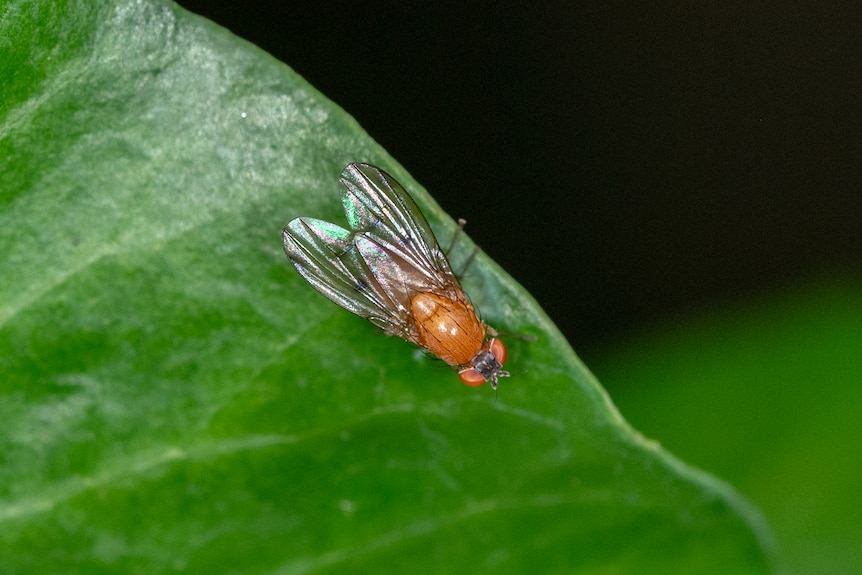 A small orange-coloured fly.