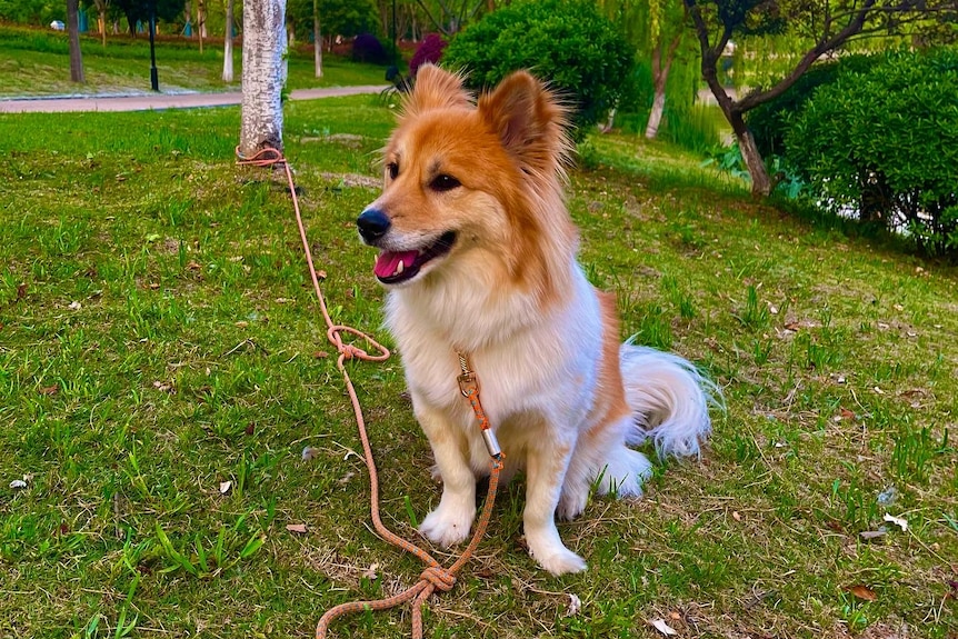 a dog on a lead in a park