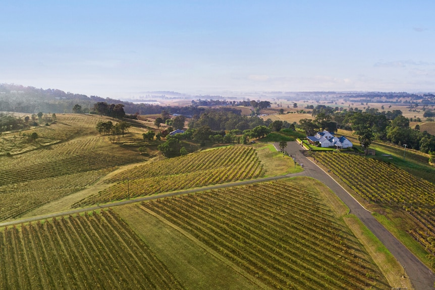 An areial view of a lush green vineyard with mountains in the background.