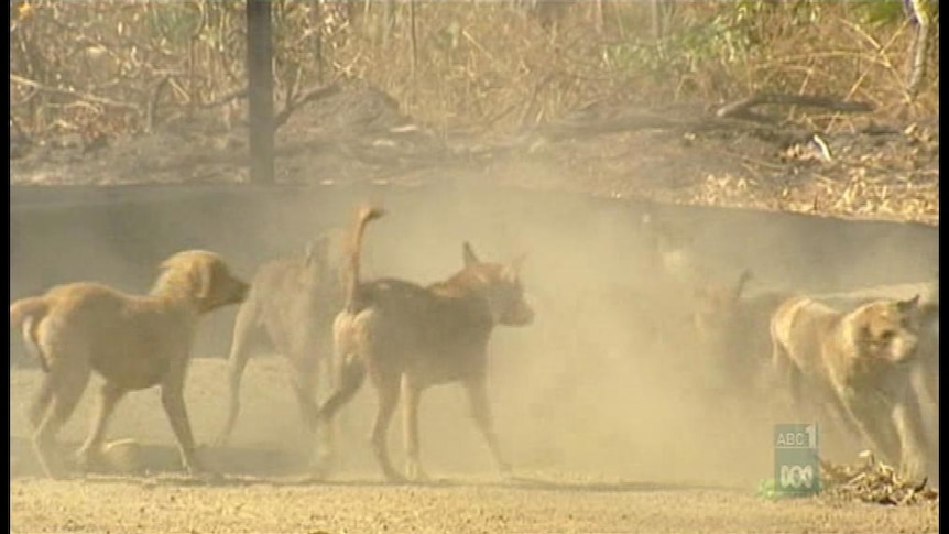 Dogs in a remote NT community fight. [File image].