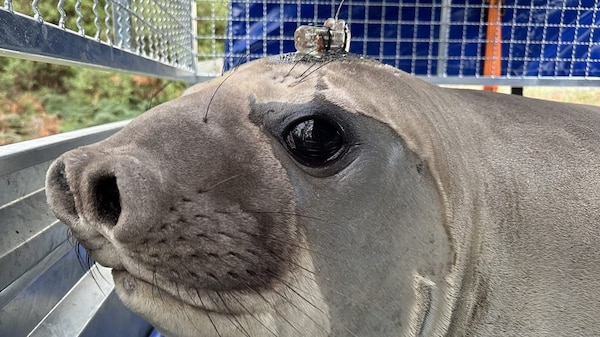A seal in an enclosure with a small electronic device on its head.