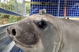 A seal in an enclosure with a small electronic device on its head.