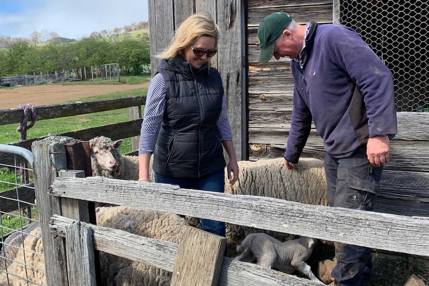 The Parsons family standing with their merino sheep on their Derwent Valley farm