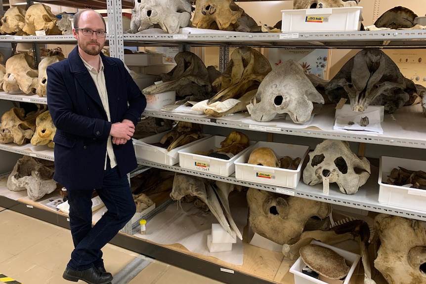 A man standing in front of a shelf of whale bones.