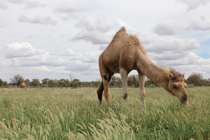 Central Australian camels eating grass