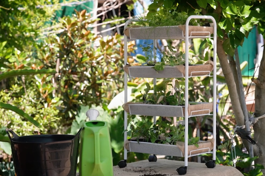 A trolley with layers filled with herbs.