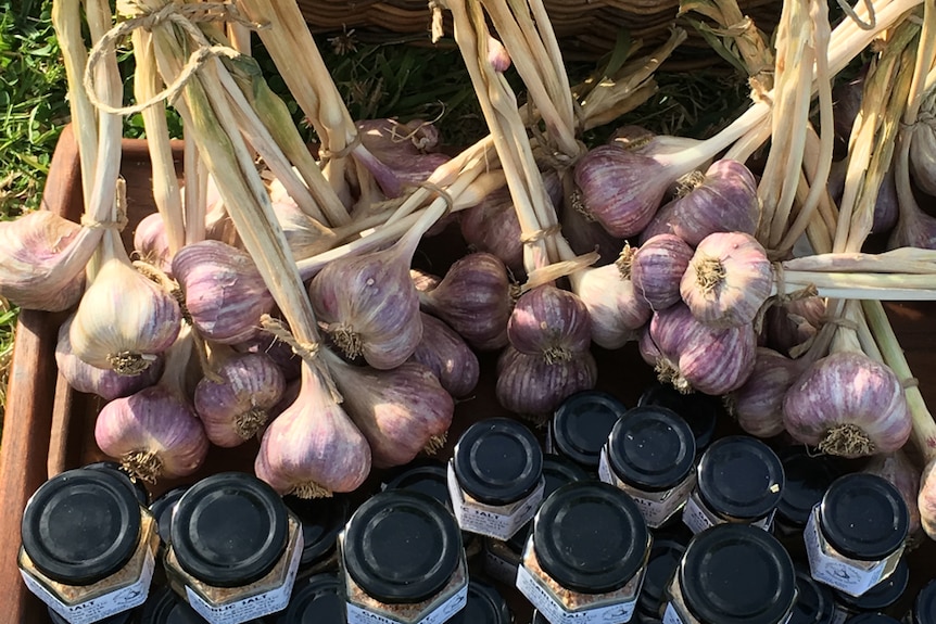 A basket of purple garlic with jars of product in the foreground