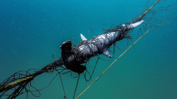 A hammerhead shark entangled in a net below the surface of the ocean.