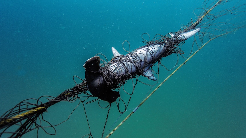 A juvenile endangered scalloped hammerhead shark caught in a shark net.