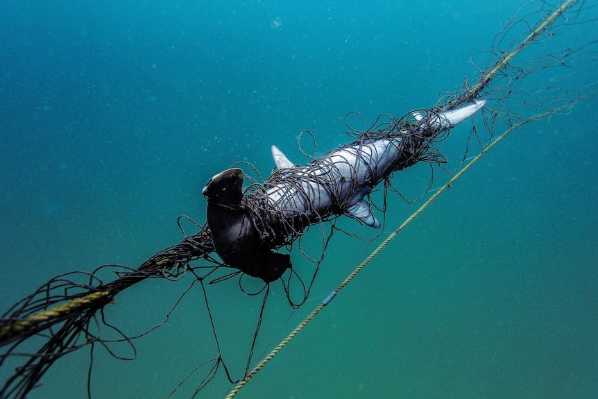 A hammerhead shark entangled in a net below the surface of the ocean.
