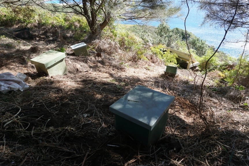 Nest boxes sit on dirt on the shore of an island.