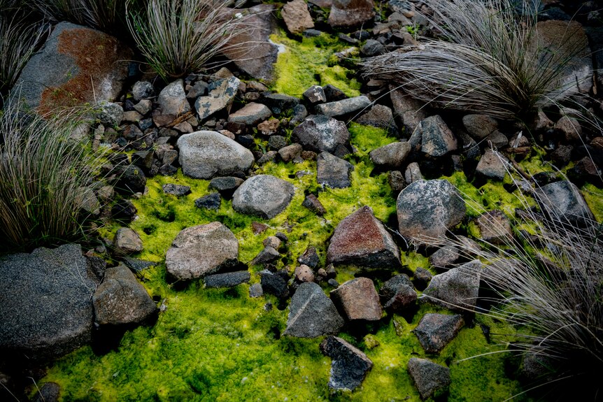 Bright green moss among rocks.