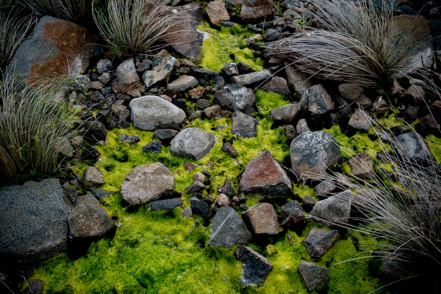 Bright green moss among rocks.