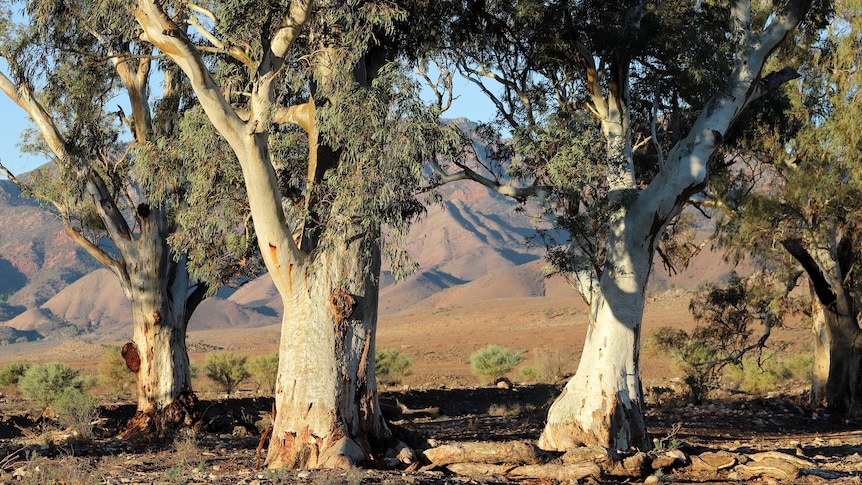 Three river red gums stand together with red mountains in the far distance behind them