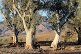 Three river red gums stand together with red mountains in the far distance behind them