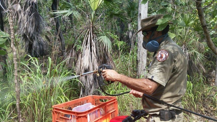 A Parks and Wildlife ranger spraying gamba grass in Litchfield National Park