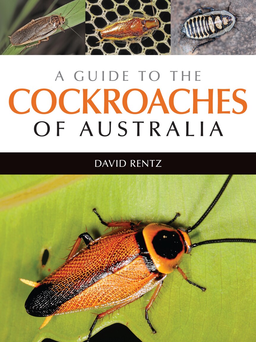 Book cover featuring a colourful cockroach.