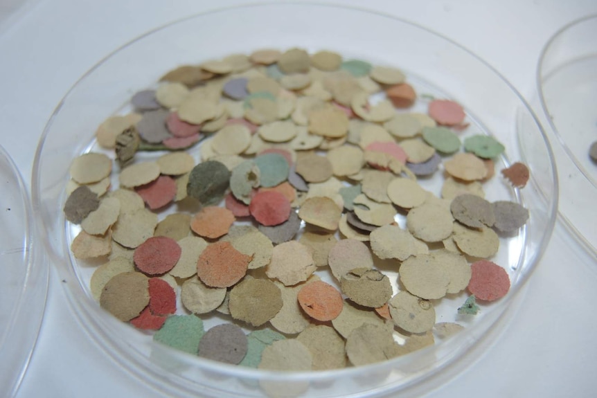 Confetti found when the landau was being cleaned for exhibition.