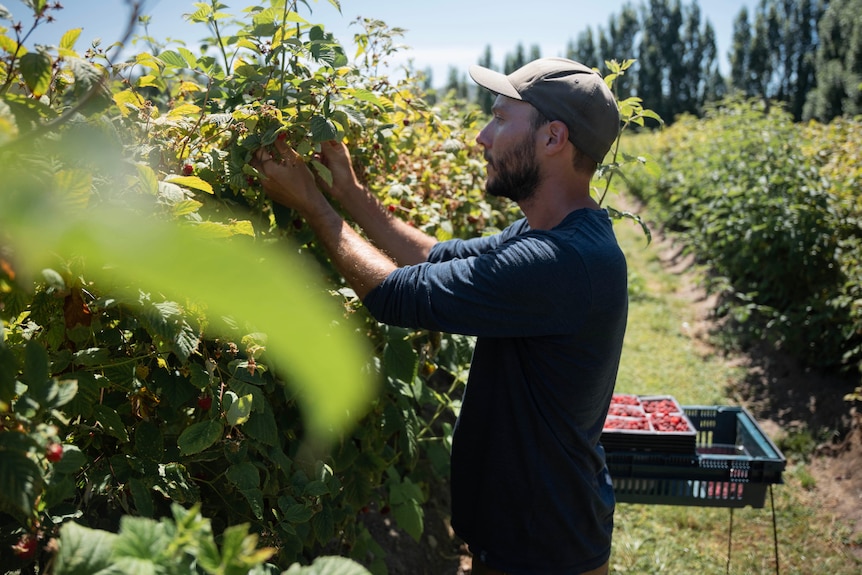 Man picking raspberries.