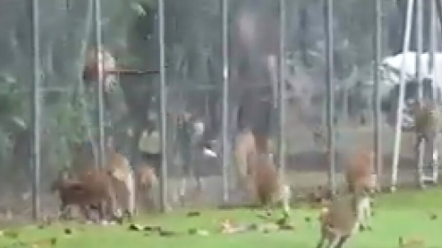 A wallaby hitting a metal fence with great force